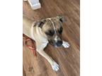 Adopt No name yet a Tan/Yellow/Fawn - with White Mutt / Mixed dog in Salem