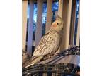 Adopt Piper and Phoebe a Cockatiel bird in Aurora, IL (41539965)