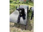 Adopt Vandalay a Black Australian Kelpie / Poodle (Standard) / Mixed dog in