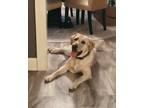 Adopt Gus a Tan/Yellow/Fawn Labrador Retriever / Mixed dog in Hamburg
