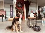 Adopt Nymira a Black - with Brown, Red, Golden, Orange or Chestnut Border Collie