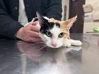 Adopt Houdini a White Domestic Shorthair / Mixed Breed (Medium) / Mixed (short