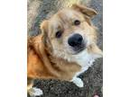 Adopt Lassie a Red/Golden/Orange/Chestnut - with White Golden Retriever / Great