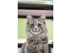 Adopt Olive a Domestic Mediumhair / Mixed cat in Albuquerque, NM (41542075)