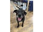 Adopt Blackjack a Black - with White Labrador Retriever / Mixed dog in Glenwood