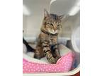 Adopt Melon a Brown Tabby Domestic Shorthair / Mixed Breed (Medium) / Mixed