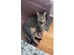 Adopt Cora a Tan or Fawn Tabby Domestic Mediumhair / Mixed (medium coat) cat in