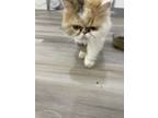 Adopt Kichi a Tan or Fawn Persian / Mixed (medium coat) cat in Eagle