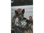 Adopt Vaper a Black - with White Australian Cattle Dog / Terrier (Unknown Type