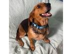 Adopt Dilly a Tricolor (Tan/Brown & Black & White) Beagle / Mixed dog in