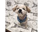 Adopt Picklesworth a Tan/Yellow/Fawn - with White Shih Tzu / Mixed dog in