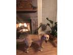 Adopt Jari a Tan/Yellow/Fawn - with White Husky / Labrador Retriever / Mixed dog