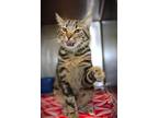 Adopt Milo a Brown or Chocolate Domestic Shorthair cat in Johnstown
