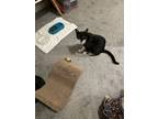 Adopt Oreo a Black & White or Tuxedo Domestic Shorthair / Mixed (short coat) cat