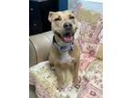 Adopt Suzie a Tan/Yellow/Fawn - with White Whippet / Mixed dog in Sunderland