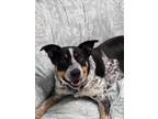 Adopt Sangria a Tricolor (Tan/Brown & Black & White) Australian Cattle Dog /