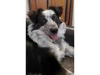 Adopt Rainier a Black - with White Border Collie / Australian Shepherd / Mixed