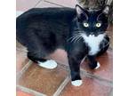 Adopt Hecate a Domestic Shorthair / Mixed (short coat) cat in Providence