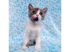 Adopt Sid a Gray, Blue or Silver Tabby Domestic Shorthair (short coat) cat in