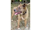 Adopt MILLIE a Carolina Dog / Anatolian Shepherd / Mixed dog in Norwich