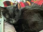 Adopt Everly a Black & White or Tuxedo Domestic Shorthair (short coat) cat in