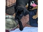Adopt Dara a Black Labrador Retriever / Mixed dog in oakland park, FL (41533309)