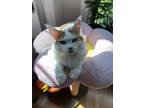 Adopt Babette a White (Mostly) Maine Coon (long coat) cat in Chicago