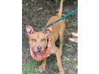 Adopt Girly a Terrier (Unknown Type, Small) / Mixed dog in Darlington