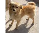 Adopt Papi-San Diego, CA a Tan/Yellow/Fawn Pomeranian / Golden Retriever / Mixed