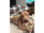 Adopt Baby girl Mystic a Brown/Chocolate Terrier (Unknown Type