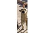 Adopt Chapo-San Diego, CA a Tan/Yellow/Fawn - with White Shar Pei / Labrador