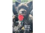 Adopt Roxanne a Cairn Terrier / Mixed Breed (Medium) / Mixed dog in Conroe