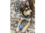 Adopt Rocket a Tricolor (Tan/Brown & Black & White) Husky / German Shepherd Dog