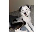 Adopt Ollie a Gray/Blue/Silver/Salt & Pepper Australian Shepherd / Australian