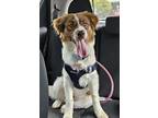 Adopt Ellie a White - with Brown or Chocolate English Cocker Spaniel /