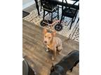 Adopt Atlas a Tan/Yellow/Fawn Australian Kelpie / Mutt / Mixed dog in Olathe