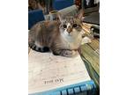 Adopt Kiki a Gray or Blue Siamese / Mixed (short coat) cat in Holly Springs