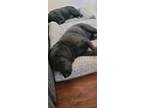 Adopt Crimson a Black Labrador Retriever / Mutt / Mixed dog in Zillah