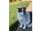 Adopt Boba a White (Mostly) Domestic Mediumhair / Mixed (medium coat) cat in