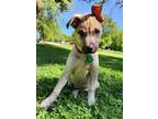 Adopt Shortcake a Tan/Yellow/Fawn Husky / Labrador Retriever / Mixed dog in