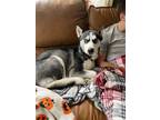 Adopt Indigo (Indy) a Black - with White Husky / Mixed dog in Council Bluffs