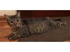 Adopt Lily - Petsmart Plantation Foster Home a Brown Tabby Manx / Mixed (short