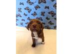 Adopt Siren a Brown/Chocolate - with White Labrador Retriever / Terrier (Unknown