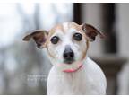 Adopt Roxy a White - with Brown or Chocolate Jack Russell Terrier / Mixed dog in