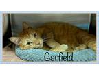Adopt GARFIELD a Orange or Red Tabby Domestic Shorthair (short coat) cat in