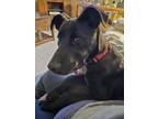 Adopt Barnaby a Black Labrador Retriever / Blue Heeler / Mixed dog in Manhasset