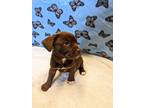 Adopt Stormy a Brown/Chocolate - with White Labrador Retriever / Terrier