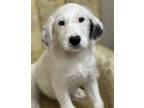 Adopt Anna Lonestar a Great Pyrenees / Mixed dog in Rockaway, NJ (41541536)