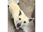 Adopt Priscilla a Black German Shepherd Dog / Mixed Breed (Medium) / Mixed
