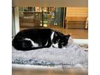 Adopt SWEET PEA a Black & White or Tuxedo Domestic Shorthair / Mixed (short